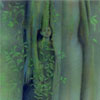TREE FAERY by Kristen Schwartz
